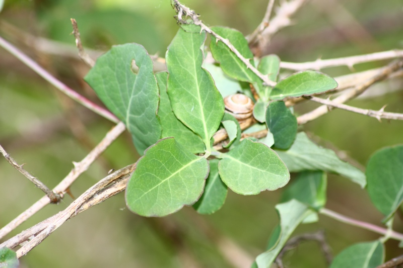 Fiore rampicante: Lonicera caprifolium